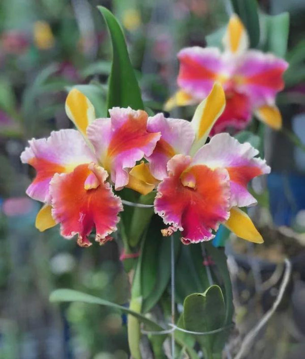 Rlc. Amazing Thailand (Rlc. Haadyai Delight x C. Brazilian Treasure) 1 plant  Cattleya orchid plant for home garden collection
