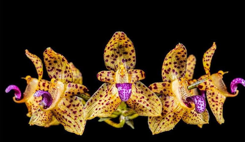 Bulbophyllum violaceolabellum 1 Plant bloom size , orchid for home & Garden collection