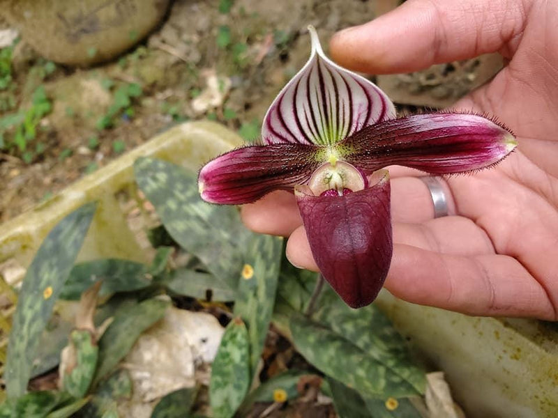 Paphiopedilum purpuratum