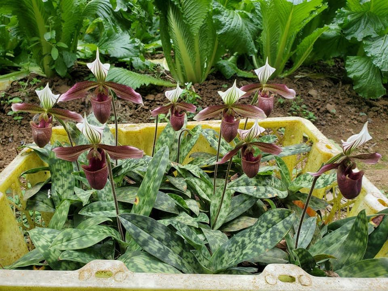 Paphiopedilum purpuratum