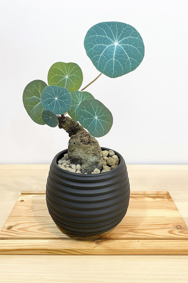 Stephania Erecta  Caudex Plant – Rare Indoor Succulent, Exotic Bonsai Style, Low Maintenance Houseplant