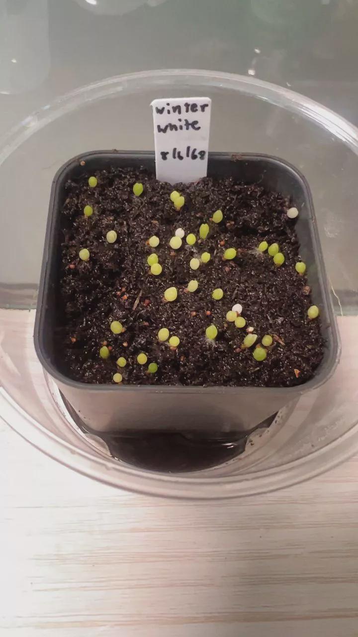 Variegated Gymnocalycium Cactus Seed Starter Kit: Rare Neon Winter White