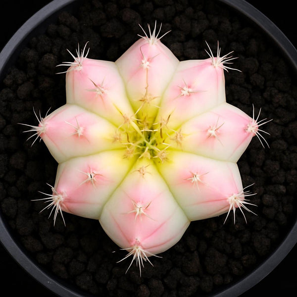 Variegated Gymnocalycium Cactus Seed Starter Kit: Rare Neon Winter White
