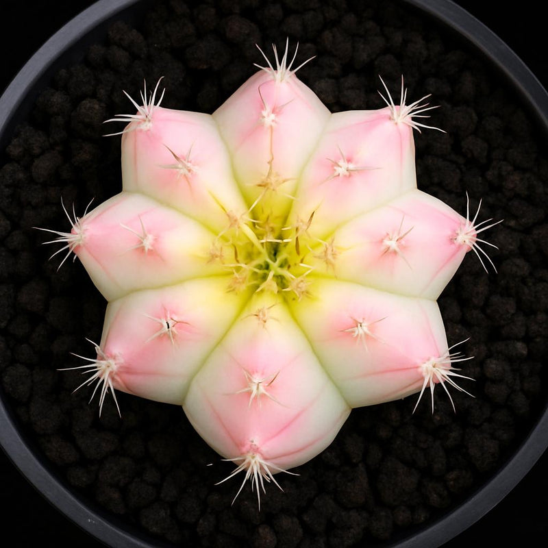 Variegated Gymnocalycium Cactus Seed Starter Kit: Rare Neon Winter White