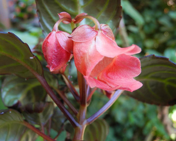 Impatiens phenklaii – Exotic Thai Wildflower, Unique Pink Orchid-Like Blooms Rare caudiciform plants Bonsai