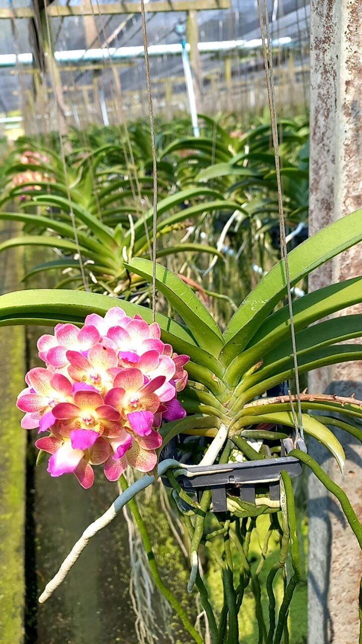 Fragrant Rhynchostylis gigantea Orchid - Wutthiphan Foxtail Variety