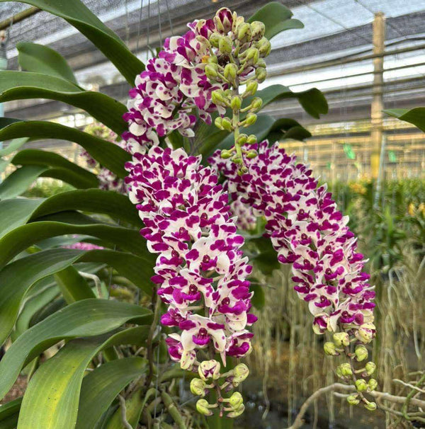 x2 Rhynchostylis gigantea Orchid (Select Pink): Foxtail Orchid, Aerides