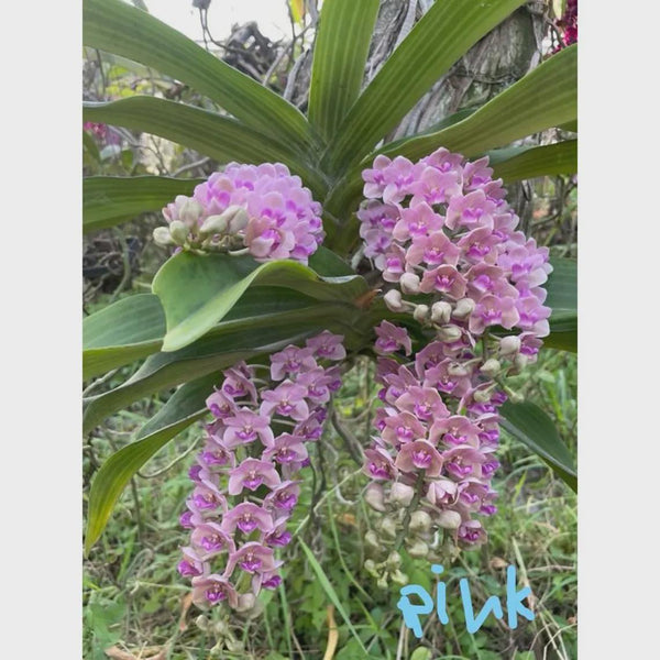 Rhynchostylis gigantea Pink 2 plant seedling size ,orchid vanda plant home garden foxtail orchid,Aerides