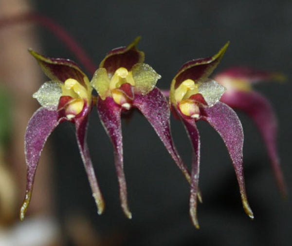 Bulbophyllum planibulbe 1 Plant bloom size , orchid for home & Garden collection