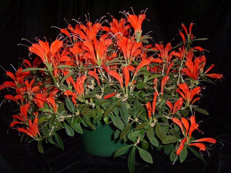 Aeschynanthus andersonii (dwarf) 1 Plant bloom size , tropical plant for home & Garden collection