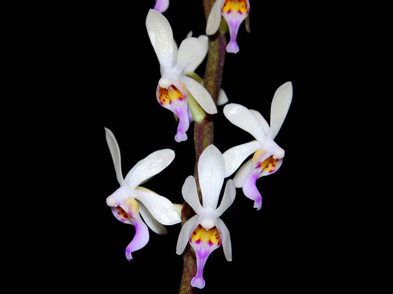 Diploprora truncata Miniature Orchid - Rare Air Root Orchid Plant