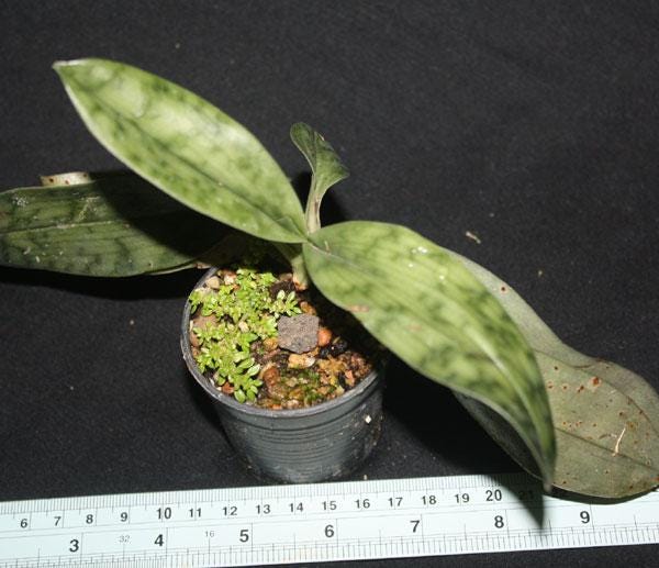 Paphiopedilum callosum