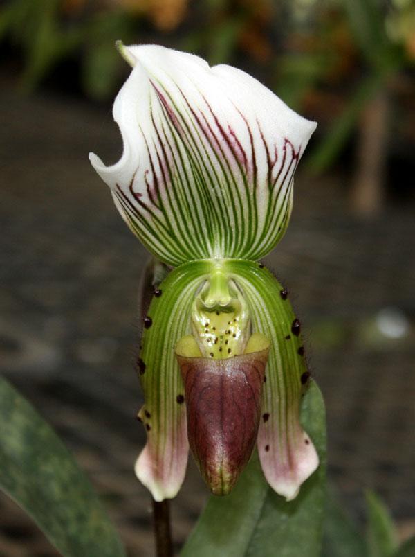 Paphiopedilum callosum