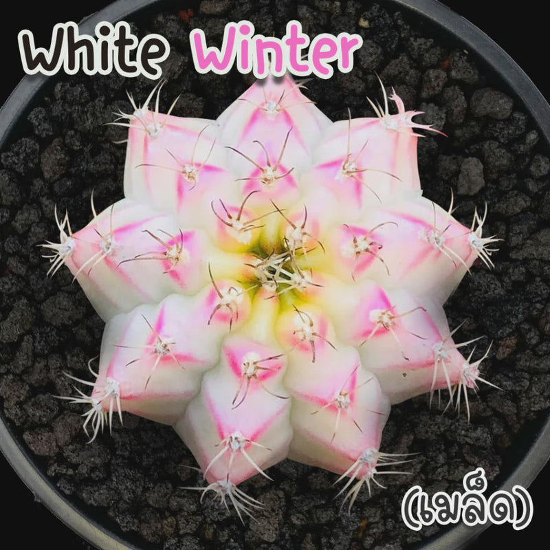 Variegated Gymnocalycium Cactus Seed Starter Kit: Rare Neon Winter White