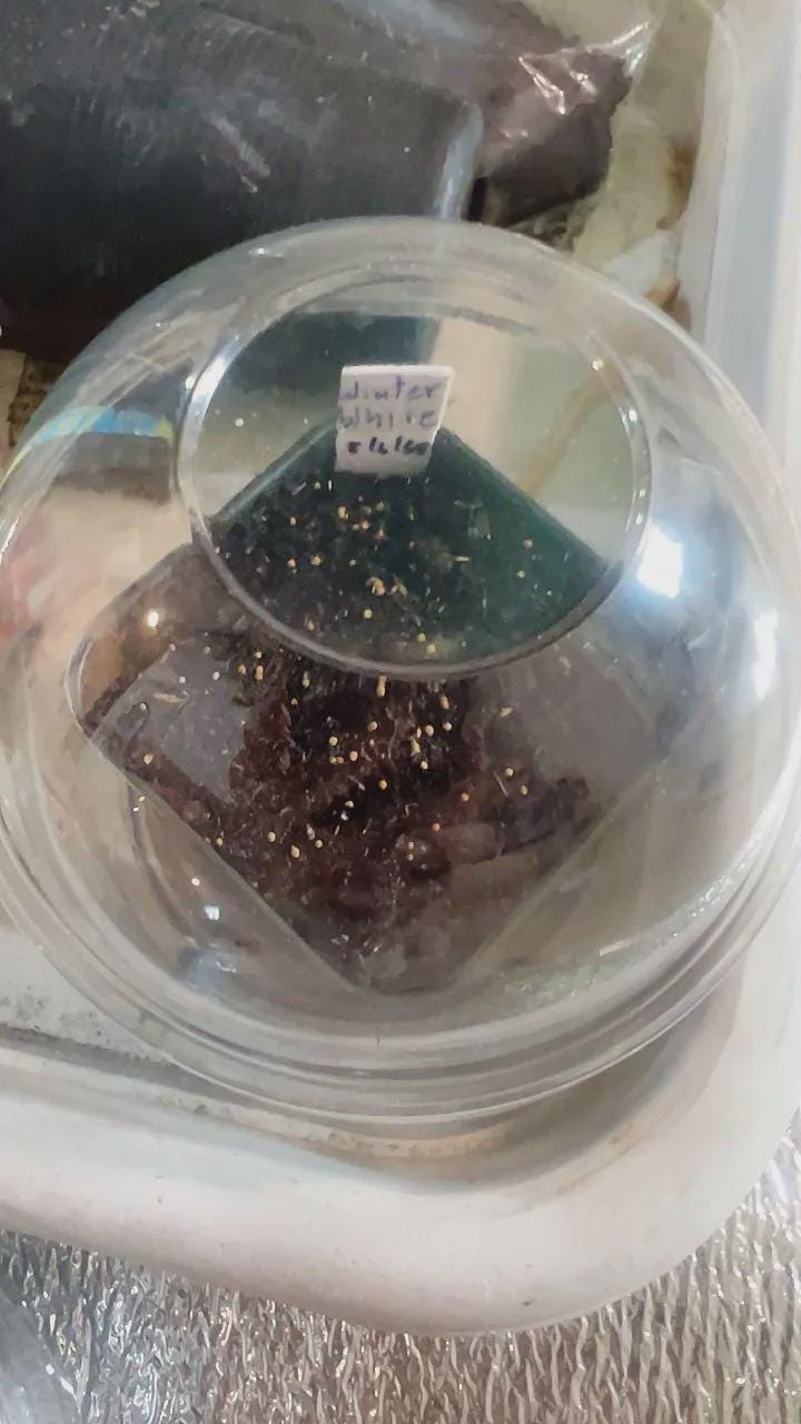 Variegated Gymnocalycium Cactus Seed Starter Kit: Rare Neon Winter White