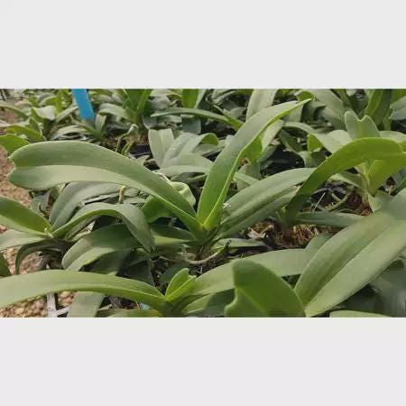 Rhynchostylis gigantea BLUE Orchid - Foxtail Orchid - Fragrant Epiphyte